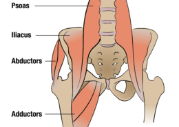 illustration of iliopsoas and hip bones