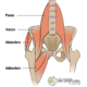 illustration of iliopsoas and hip bones